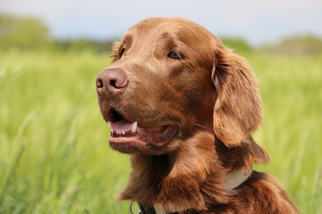 head portrait of a brown flat coated retriever in a corn field