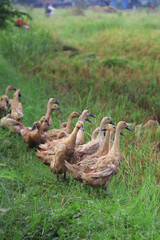 group of the ducks