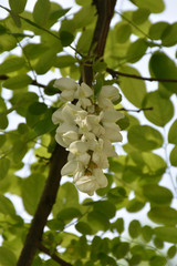 White acacia blossom, blurred green leaf background