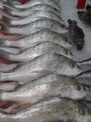 A collection of fish sold in the market during the day.