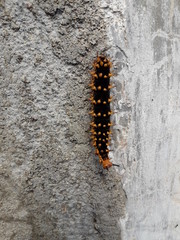 Black caterpillars are creeping on the floor during the day. Good for biology, settings and more.