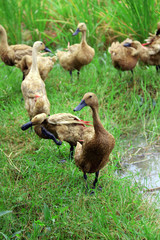 ducks on the grass