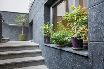 Outdoor plants, cafe terrace decorating with green plants