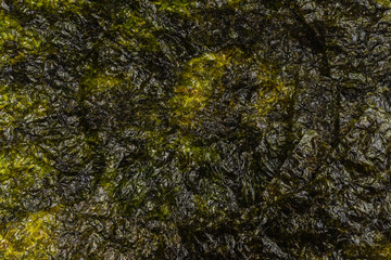 Nori seaweed isolated on white.