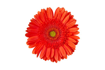 orange gerbera flower on white background