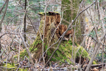 Naklejka na ściany i meble An old rotten stump, covered with moss, lichen and mushrooms, among the thickets and wilds of the Ussuri taiga in the Far East of Russia.
