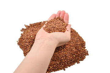 Lentils on a white background in woman hands.