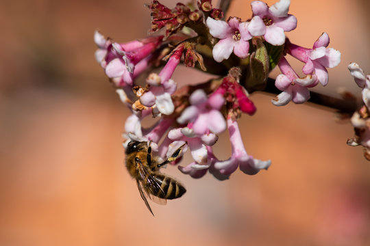 Honigbiene auf Winterbl&uuml;her, Viburnum bodnantense mit Honigbiene auf Bl&uuml;te, Honigbiene auf Bl&uuml;te des Fr&uuml;hbl&uuml;hers Winterschneeball, Biene auf bl&uuml;hendem Winterschneeball, Fr&uuml;hbl&uuml;her mit Biene