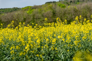 Plan sur un champ de Colza en fleur jaune au printemps