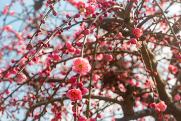 梅の花