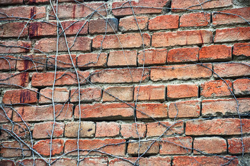 Wall of old brick covered with dry ivy