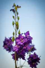 Rittersporn Delphinium in lila mit offenen Blüten und geschlossenen Kospen vor wolkenlosem und strahlendblauem Himmel mit selektiver Schärfe