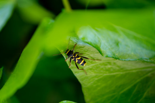 Coléoptère longicorne jaune et noir de la Famille des Cerambycidae