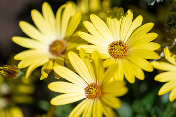 Obraz premium Grande marguerite jaune dans le jardin