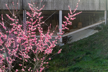 梅の花