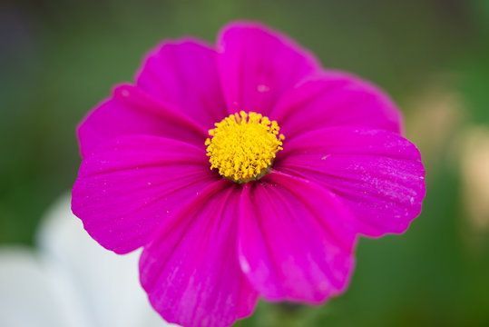 Fleur cosmos violette au coeur jaune dans le jardin