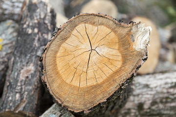 Cross section of tree.