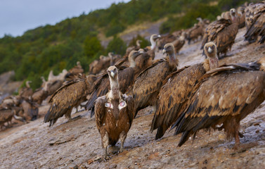 Wild Vulture lifting in the middle of a pack looking at camera