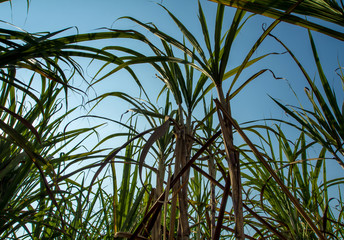 Blade of sugarcane in wind in farm