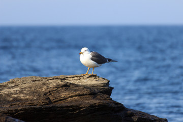 A lonely seagull sitting on a stone by the sea on a clear sunny summer day.