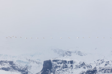 A flock of swans flying over the mountains in the fog.