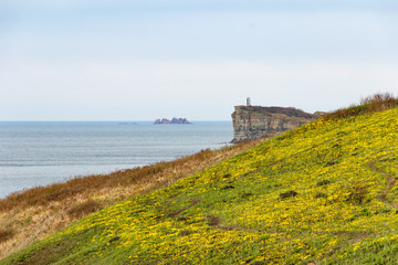 The southern slope of the Russian island in Vladivostok, covered with spring flowers - adonises, overlooking the Peter the Great Bay, Cape Tobizin and Verkhovsky Island.