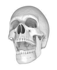 Human white scull. 3D illustration