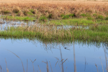 Swamp in the spring, overgrown with last year's schema of reeds and new green grass.