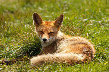 A young fox lies in a clearing on the green grass, squints and basks in the sun.