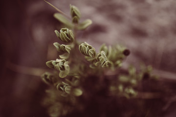 Succulente Wild Blühen