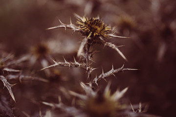 Dornen Blume Wildblühend Vertrocknet