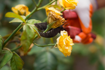 pruning dried flowers in the garden
