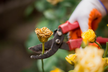 pruning dried flowers in the garden