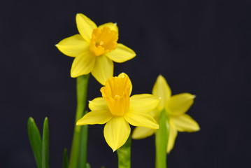 Fototapeta premium Daffodil flowers isolated on black background.
