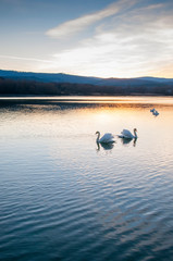 white swans on an autumn lake on a sunny day