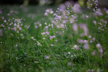 Lila Blumen in grünem Feld