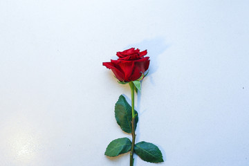One red rose isolated on white background.