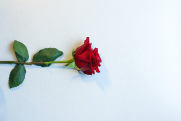 One red rose isolated on white background.