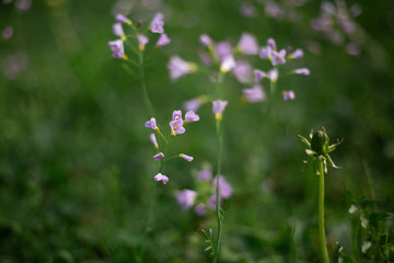 Lila Blumen in grünem Feld