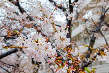 東京都 目黒区 目黒川の桜並木