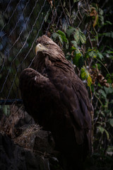 golden eagle close up
