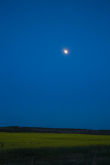 Moon is over a rape field in the night.