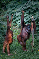 The orangutans (also spelled orang-utan, orangutang, or orang-utang) are three extant species of great apes native to Indonesia and Malaysia