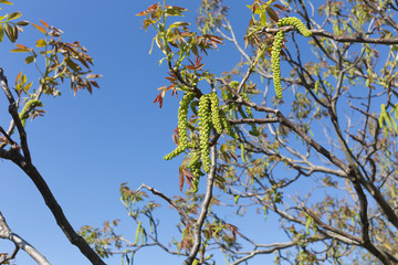 Inflorescence of a walnut.