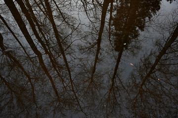 Reflection of trees in the water
