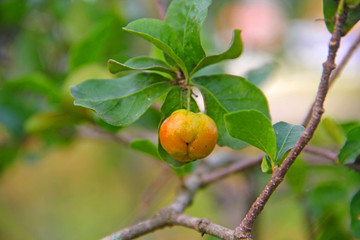 fruit