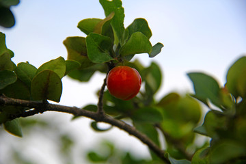 fruit