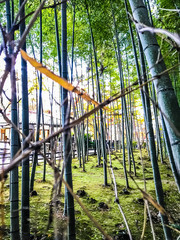 Fototapeta premium 嵐山 竹林