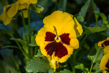 garden flower in love winter