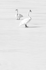 Zwei weiße Schwäne auf zugefrorenem See